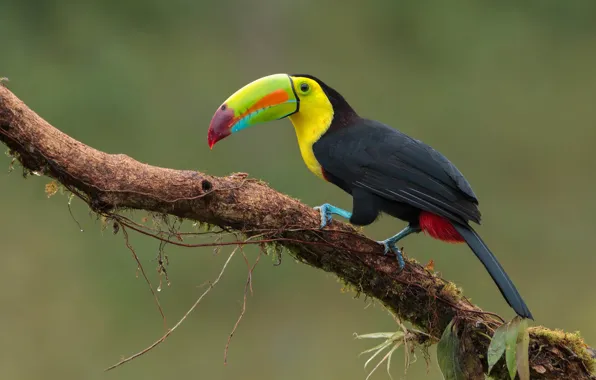 Leaves, eyes, branch, beak, Toucan, wildlife