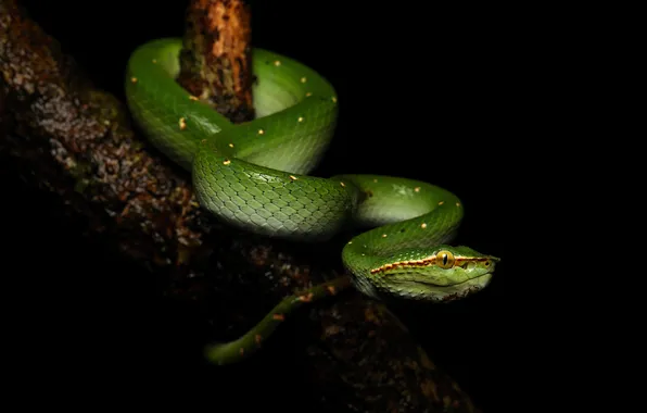 Look, tree, snake, branch, Python, black background, green