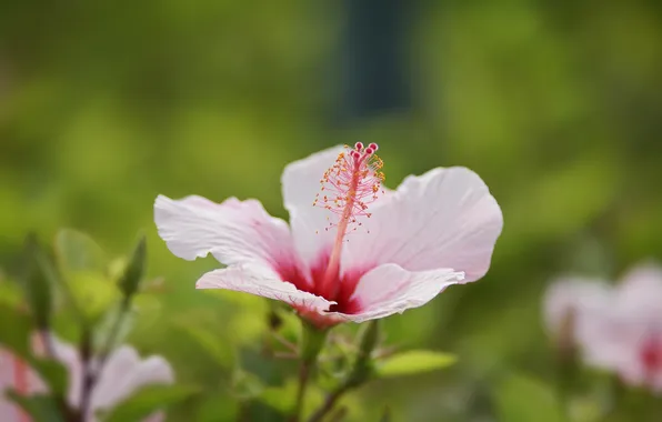 Picture flower, pink, petals