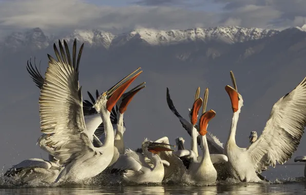 Picture mountains, squirt, pack, water surface, Dalmatian (Dalmatian, Dalmatian Pelican), silver) pelicans (Pelecanus crispus, lake Kerkini …