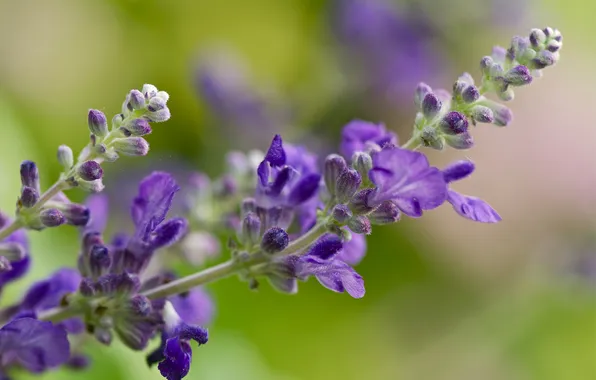 Macro, flowers, lavender
