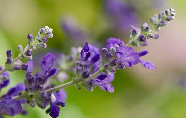Picture macro, flowers, lavender