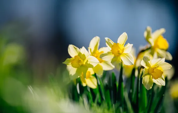 Picture flowers, yellow, petals, daffodils