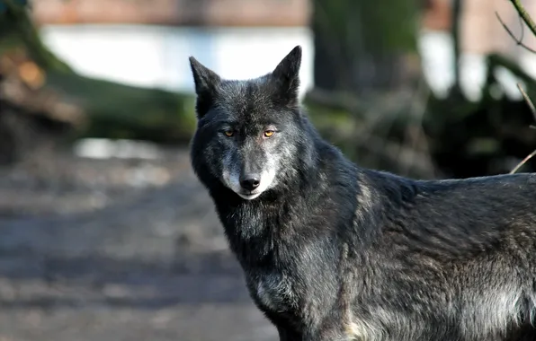 Picture look, wolf, predator