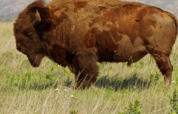 Picture animals, nature, buffalo, world map, animal themes, .brown bison