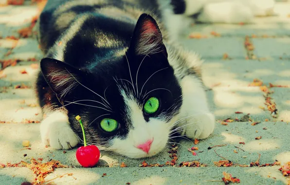Picture eyes, cat, cherry, green, black and white