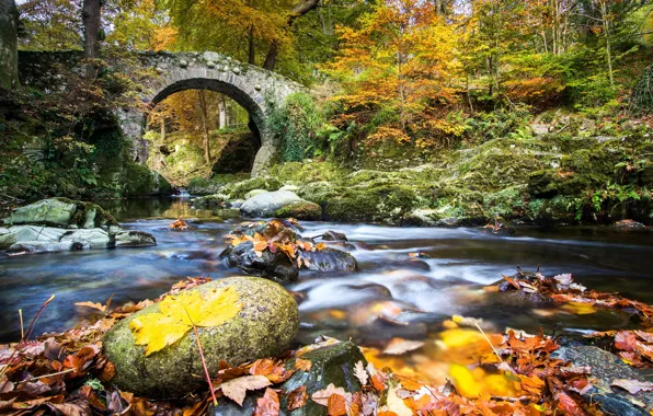 Autumn, forest, leaves, bridge, river, Northern Ireland, Northern Ireland, River Shimna