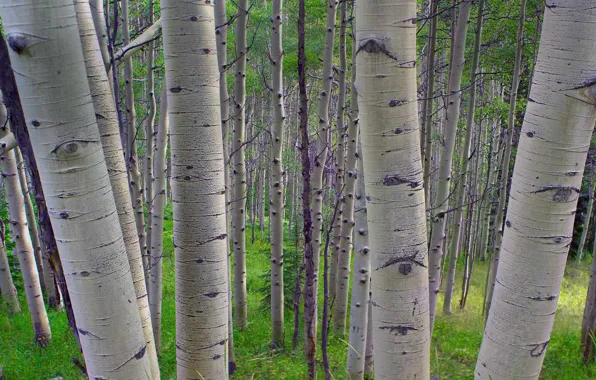 Trees, Colorado, USA, aspen, State forest reserve Gunnison