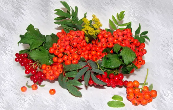 Autumn, forest, nature, mood, beauty, beautiful, beautiful, Rowan