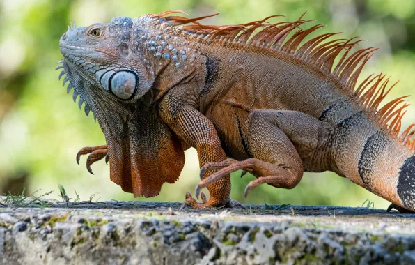 Nature, background, lizard, large, iguana