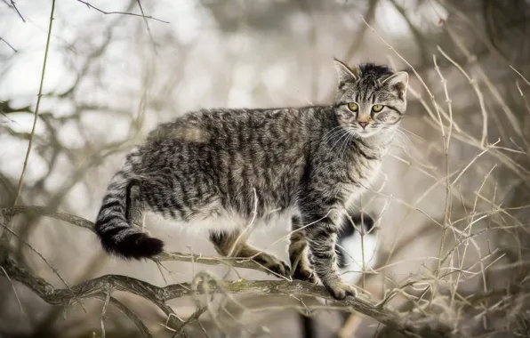 Cat, cat, trees, branches, nature, grey, blur, striped
