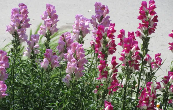 Summer, Pink, Flowerbed, Raspberry, Snapdragons, Meduzanol ©, Summer 2018