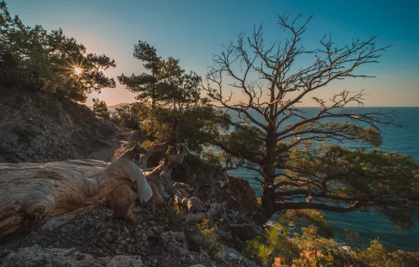 Picture sea, the sun, rays, trees, landscape, nature, rocks, pine