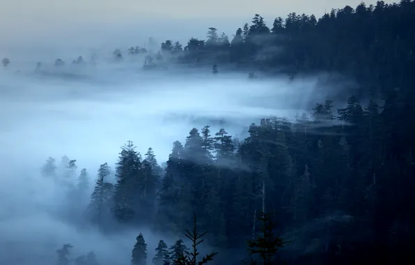 Forest, trees, fog, CA, USA, Redwood