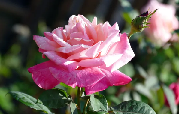 Flower, leaves, drops, background, pink, rose, petals, garden