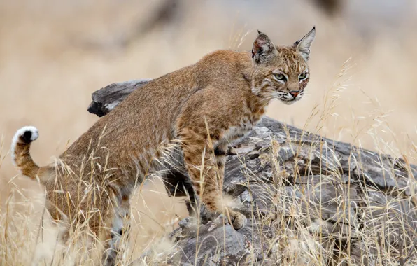 Pose, stump, lynx, stand