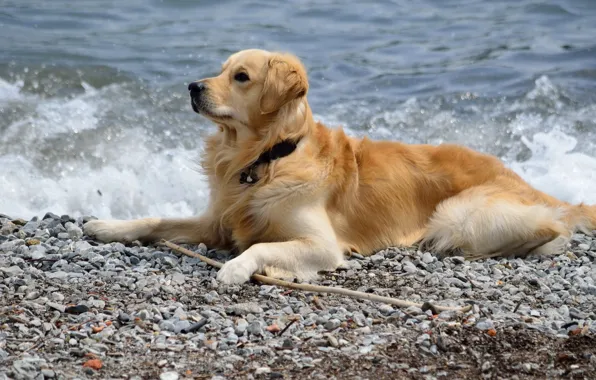 Sea, each, dog