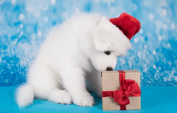 White, snowflakes, pose, box, gift, dog, muzzle, Christmas