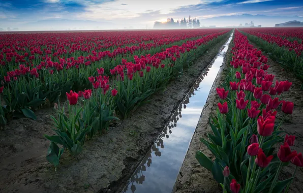 Picture nature, fog, tulips, plantation