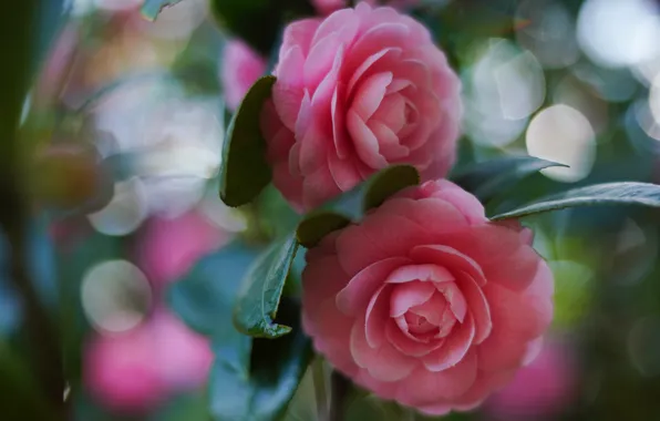 Flowers, blur, pink, Duo, bokeh, Camellia