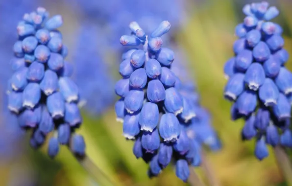 Macro, flowers, blue, nature, background, blue, spring, flowering