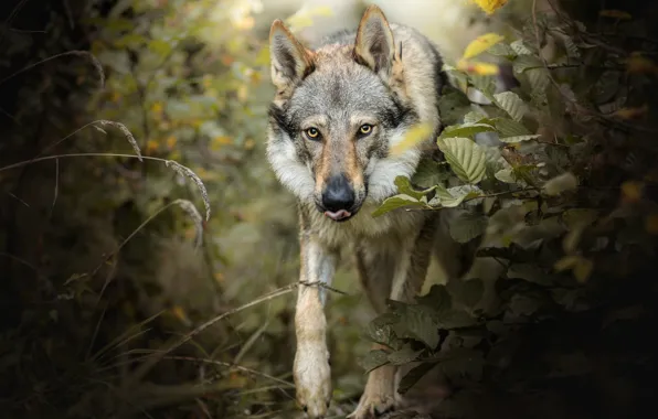 Picture forest, look, face, wolf