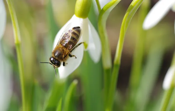 Picture flowers, insects, nature, spring, snowdrops, flowering, flora, awakening