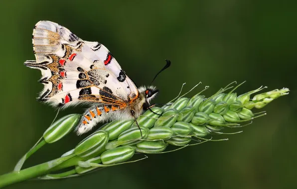 Macro, flowers, butterfly, insect, buds