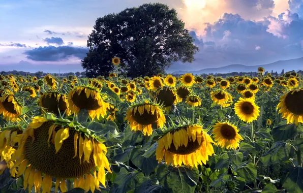 Picture summer, sunflowers, landscape