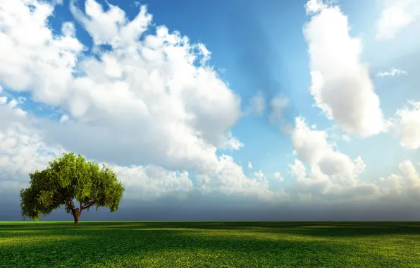 The sky, tree, Field