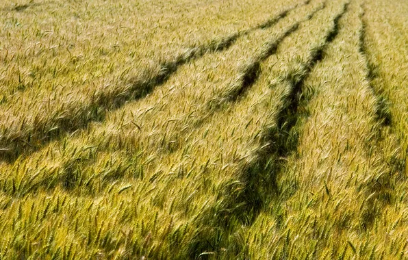 Picture traces, spikelets, wheat field, the distance, Changeling.