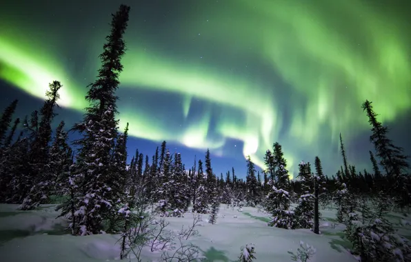 Winter, forest, snow, trees, Northern lights, ate, Alaska, Alaska