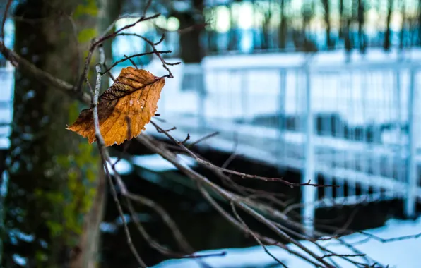 Winter, Leaves, Trees in Bloom