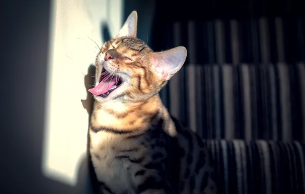 Picture cat, yawns, Bengal