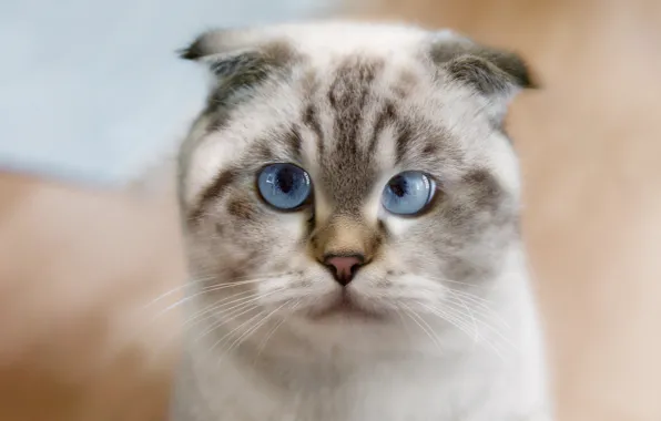 Cat, eyes, cat, look, face, background, portrait, treatment
