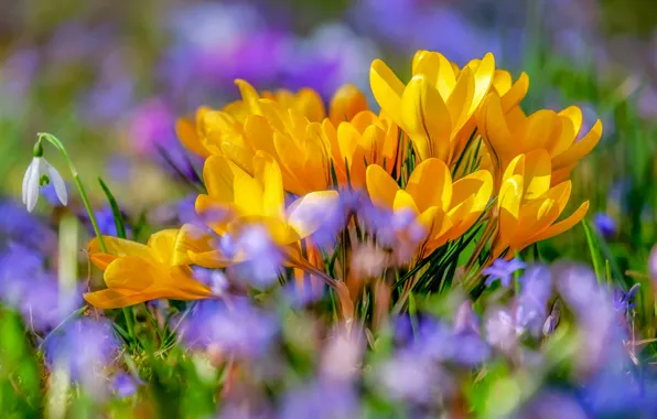 Flowers, glade, spring, yellow, crocuses, bokeh