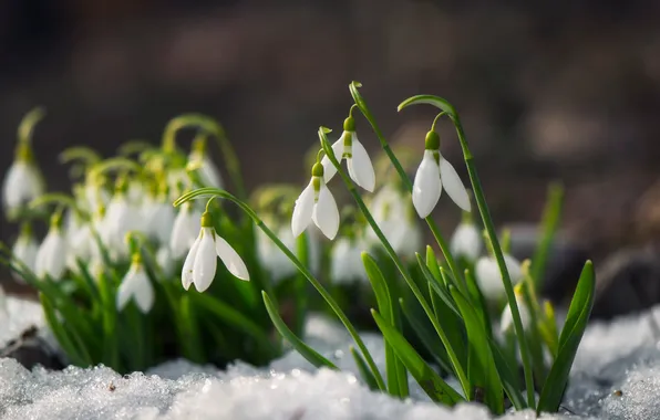 Leaves, snow, flowers, spring, snowdrops, white, clearing, blur
