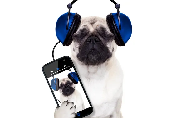Picture dog, humor, headphones, white background, phone, smartphone, Pug