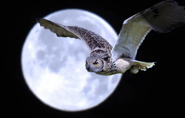 Picture FLIGHT, NIGHT, The MOON, BIRD, OWL