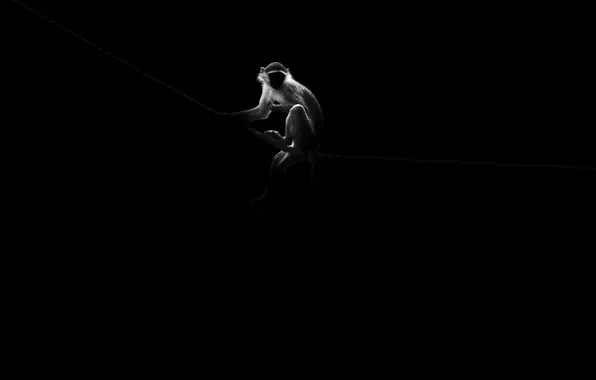 Darkness, the darkness, monkey, monkey, monkey, monkey, futile existence, ashes