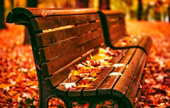 Picture leaves, bench, Park, Autumn