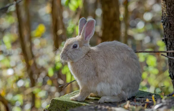 Autumn, animals, look, meeting, photohunt