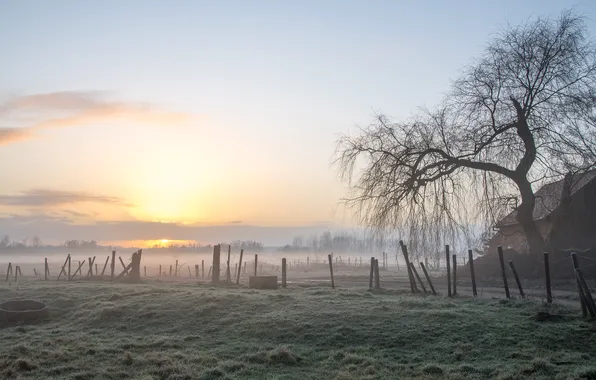 Field, fog, tree, posts, the fence, morning