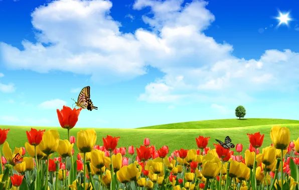 Summer, the sky, butterfly, flowers, nature, tulips