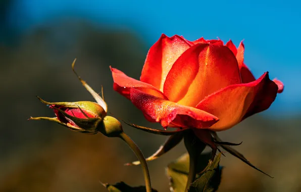 Drops, flowers, red, roses, buds, blue background