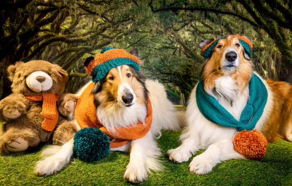 Forest, dogs, look, face, pose, dog, caps, photoshoot