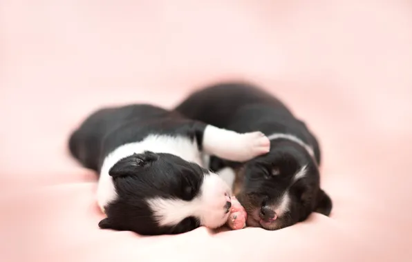 Dogs, comfort, house, puppies