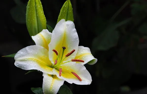 Picture flower, drops, the dark background, Lily, buds