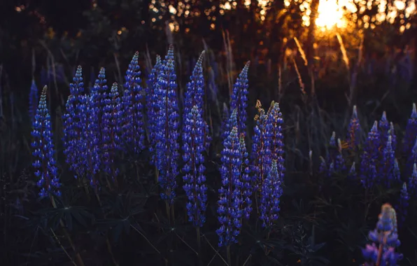Picture flowers, the dark background, lilac, lupins
