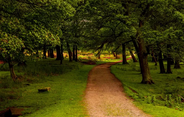Greens, forest, grass, trees, Park, UK, path, Peak District National Park